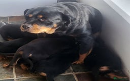 Rottweiler dogs for sale: Chunky Rottweiler Puppies  - Image 29