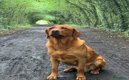 Labrador Retriever dogs for sale: Ready to leave, KC Labrador litter, boys & girls  - Image 21