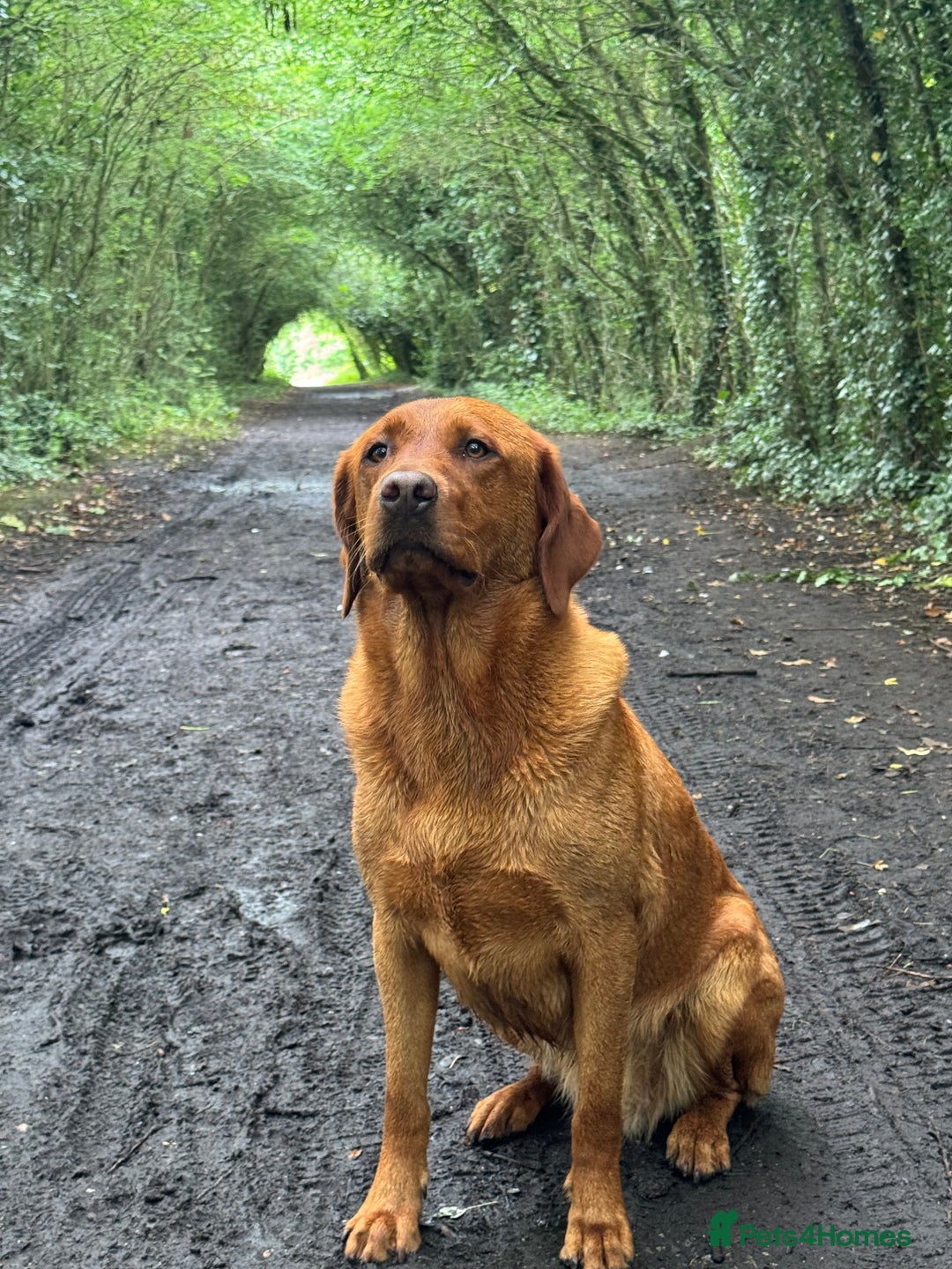 Labrador Retriever dogs for sale: Ready to leave, KC Labrador litter, boys & girls  - Image 21