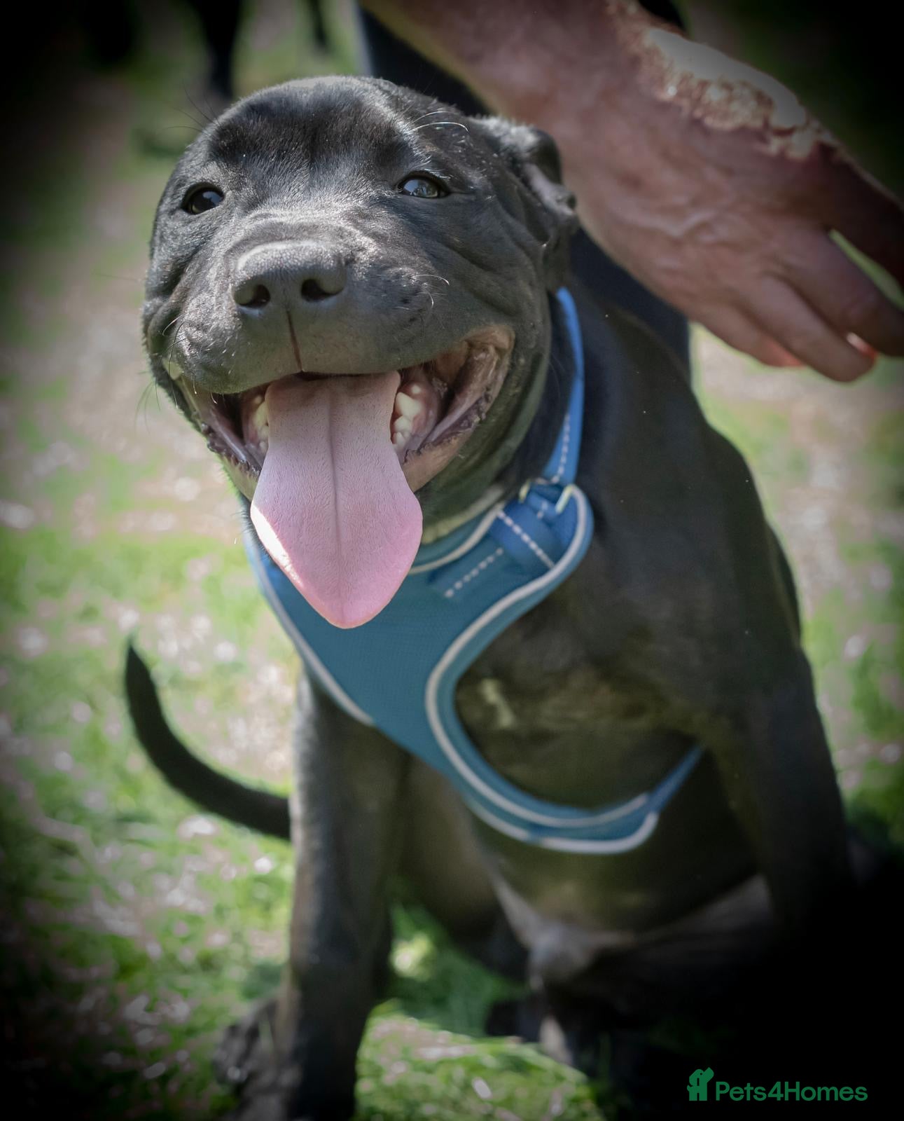 Staffordshire Bull Terrier dogs Staffordshire Bull Terrier Puppy in Longfield - Advert 16