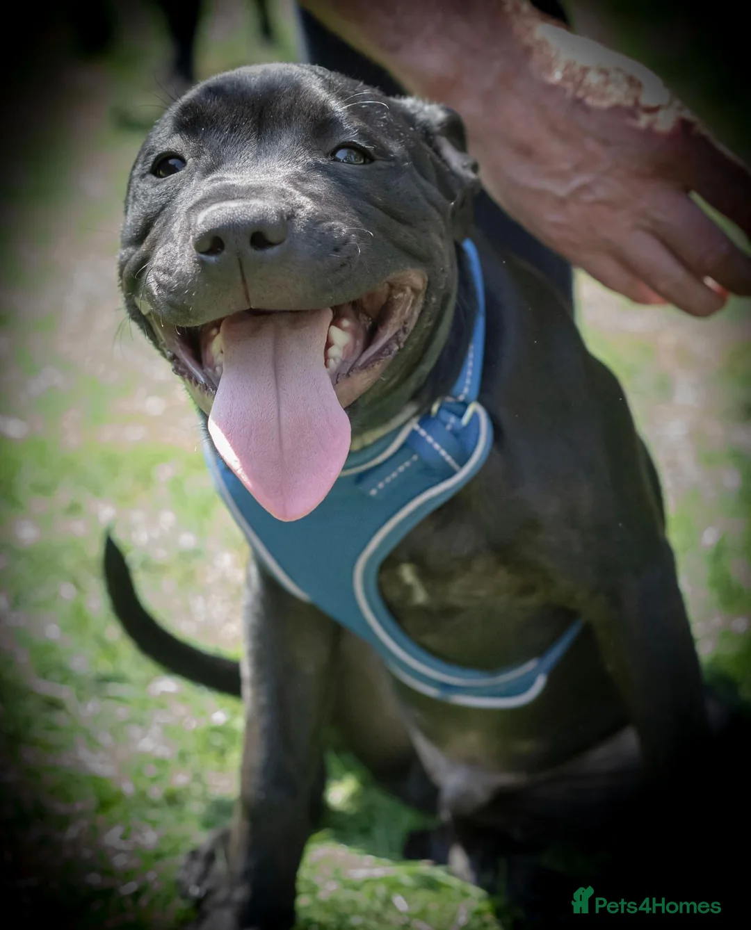 Staffordshire Bull Terrier dogs for sale: Staffordshire Bull Terrier Puppy in Longfield - Advert 1