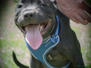 Staffordshire Bull Terrier dogs Staffordshire Bull Terrier Puppy in Longfield - Advert 16