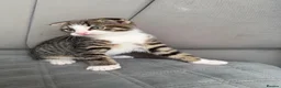 Mixed Breed cats for sale: Beautiful male kitten with folded ears in London - Advert 18