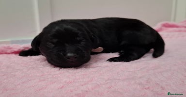 Labrador Retriever dogs - Advert 15