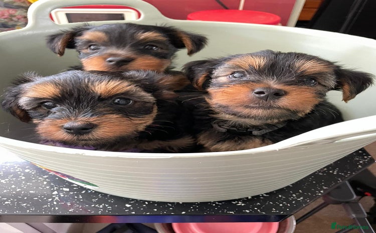 Yorkshire Terrier dogs - Advert 1