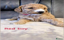 Labradoodle dogs for sale: HEALTH TESTED F1b Miniature labradoodle for SALE - Image 6
