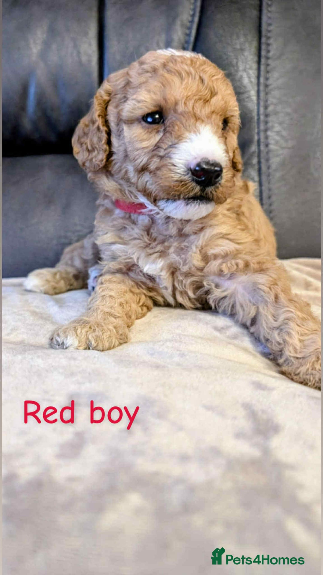 Labradoodle dogs for sale: HEALTH TESTED F1b Miniature labradoodle for SALE - Image 6