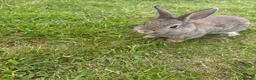 Mini Lop rabbits for sale: Mini lop for sale - Advert 6