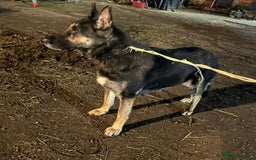 Mixed Breed dogs for sale: Beautiful shepherd in need of loving home - Image 4