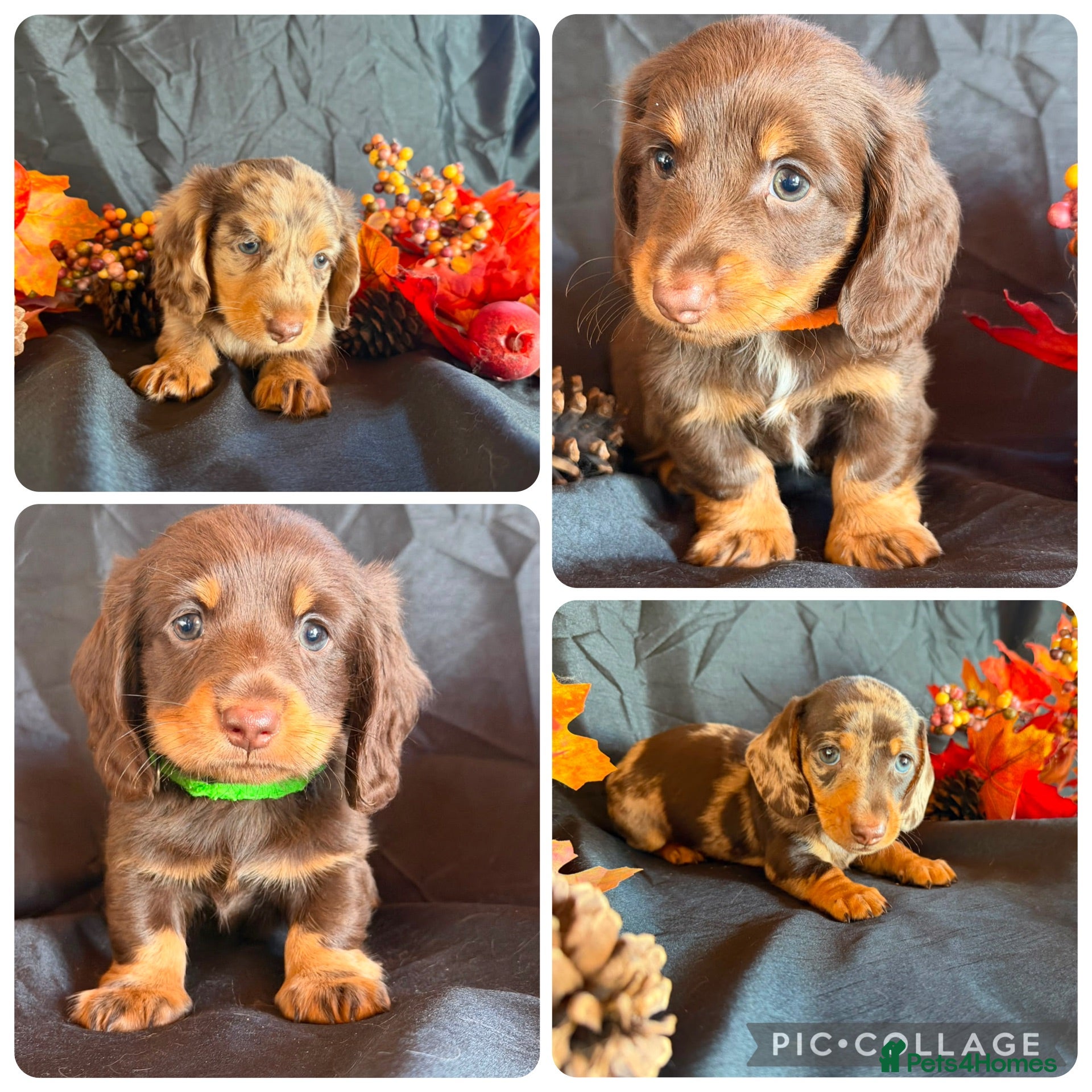 Dachshund dogs Miniature Dachshunds  - Advert 17