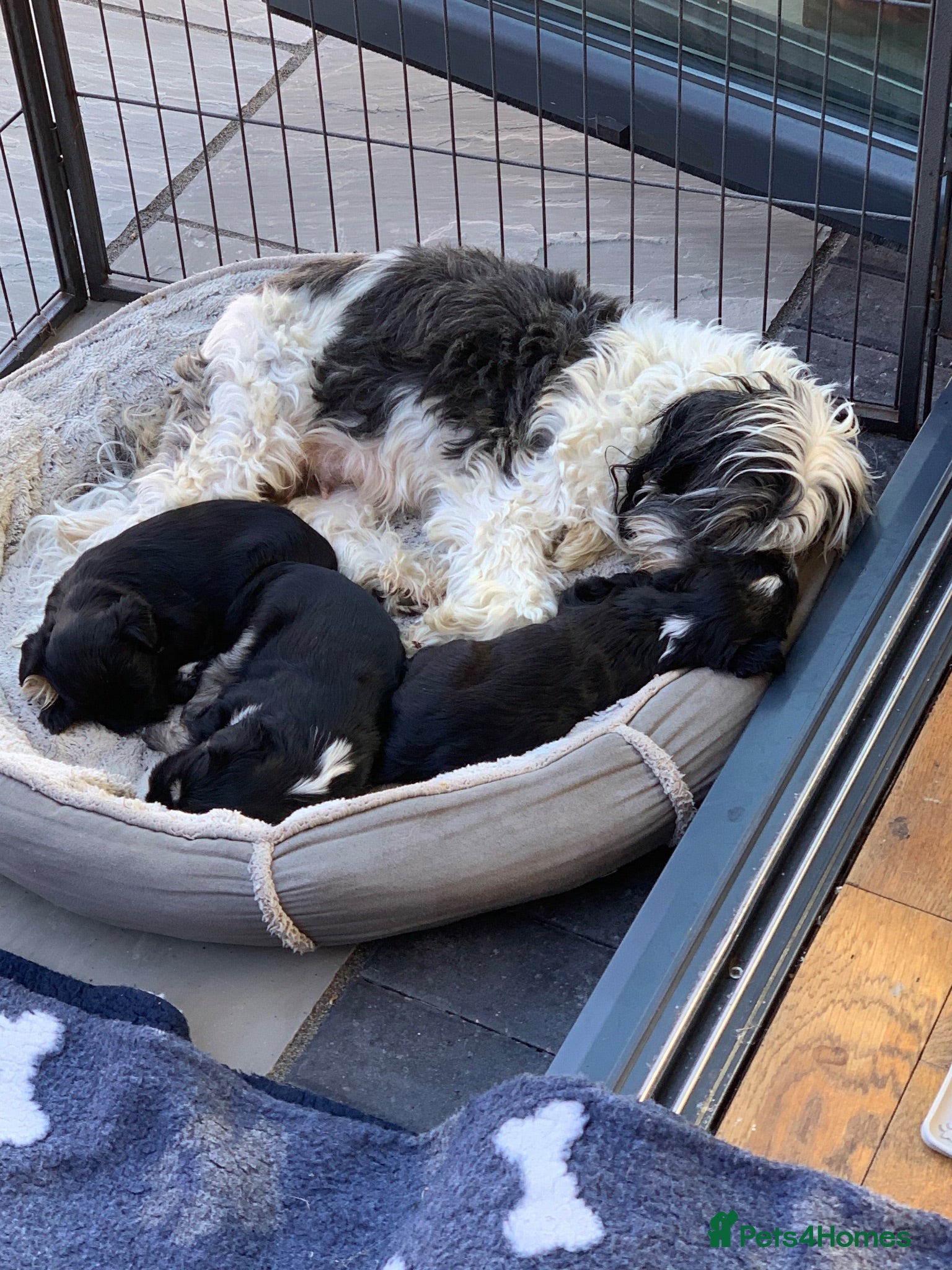 Tibetan Terrier dogs Registered Tibetan Terrier puppies - Advert 1