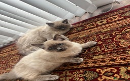 Ragdoll cats for sale: Gorgeous Ragdoll Kittens- 20 weeks old, Ready Now! - Image 2