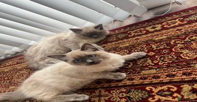 Ragdoll cats - Advert 11