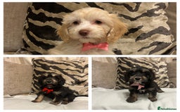 Cavapoo dogs for sale: Cavapoo puppies  - Advert 1