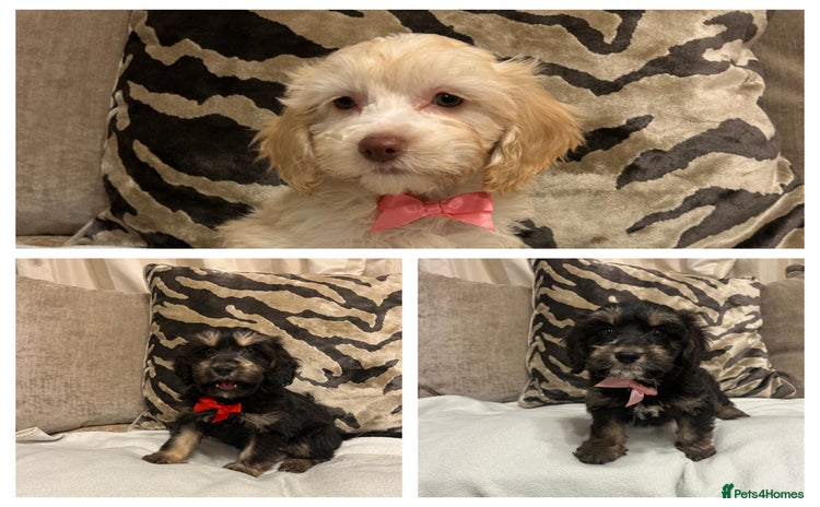 Cavapoo dogs Cavapoo puppies  - Advert 3