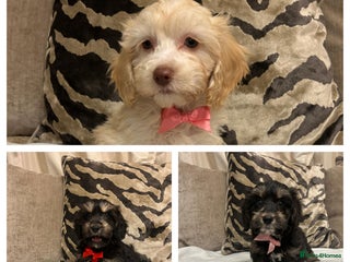 Cavapoo dogs Cavapoo puppies - Advert 5