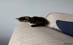 Domestic Shorthair cats for sale: 2 Kittens available  - Image 3