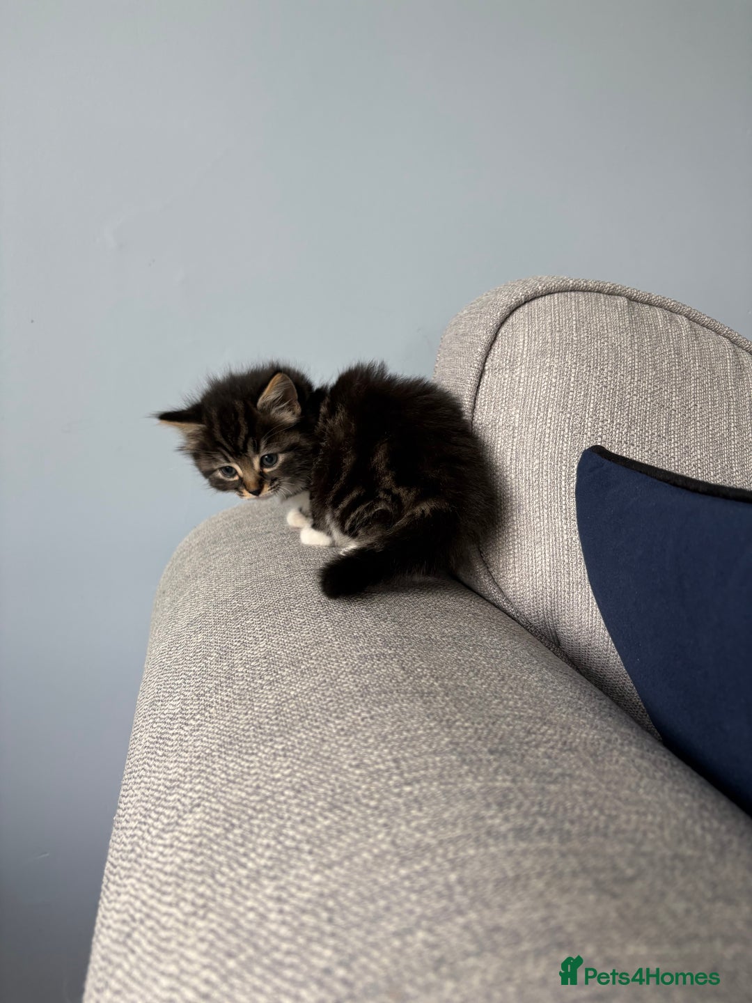 Domestic Shorthair cats for sale: 2 Kittens available  - Image 3
