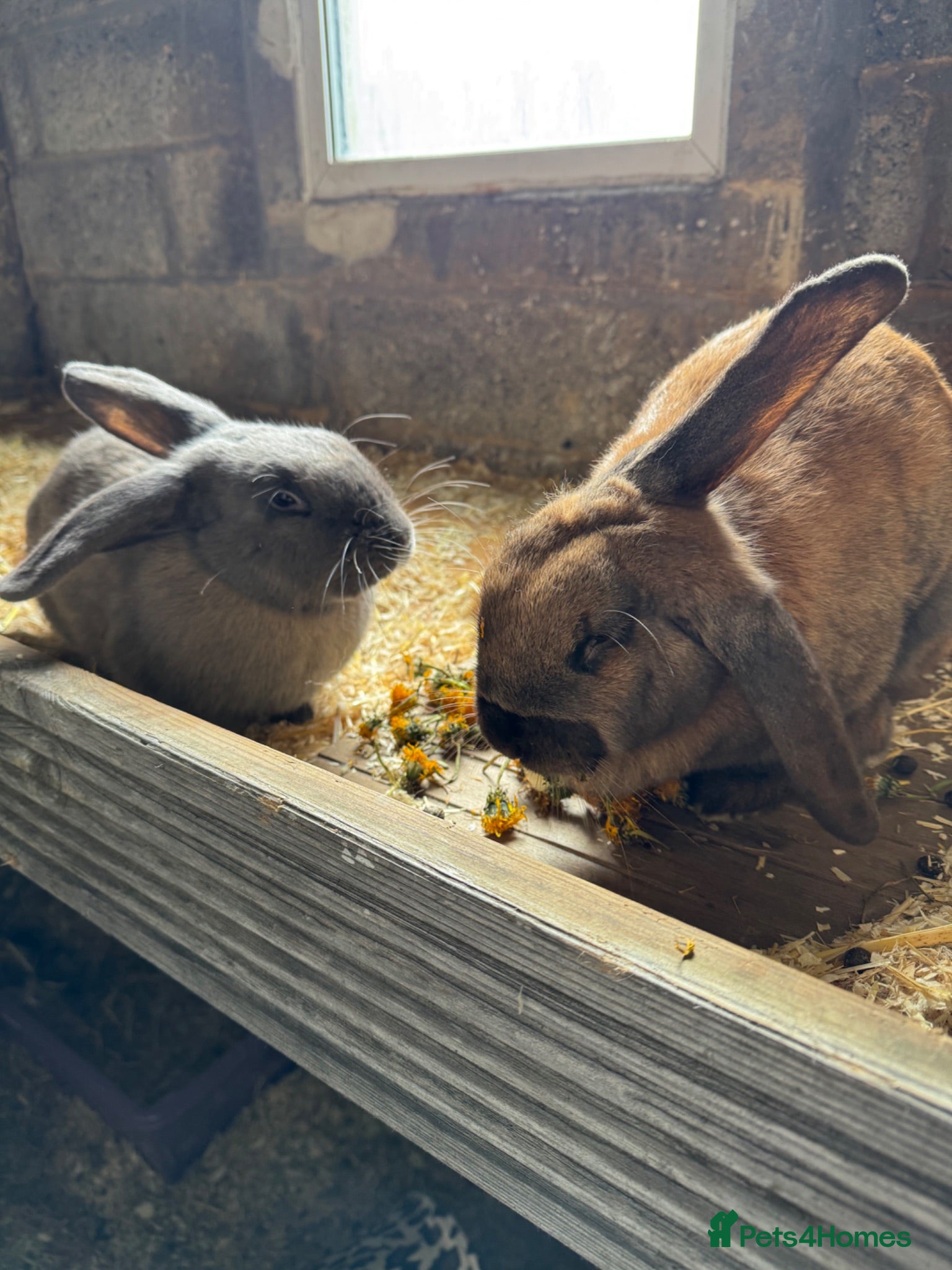 Mixed Breed rabbits  3 Lovely 1 year old rabbits that need rehoming  - Advert 1