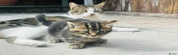 Mixed Breed cats for sale: Kittens for sale  - Advert 7