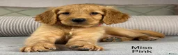 Goldendoodle dogs for sale: BEAUTIFUL HEALTHY CHUNKY PUPPIES  - Advert 14