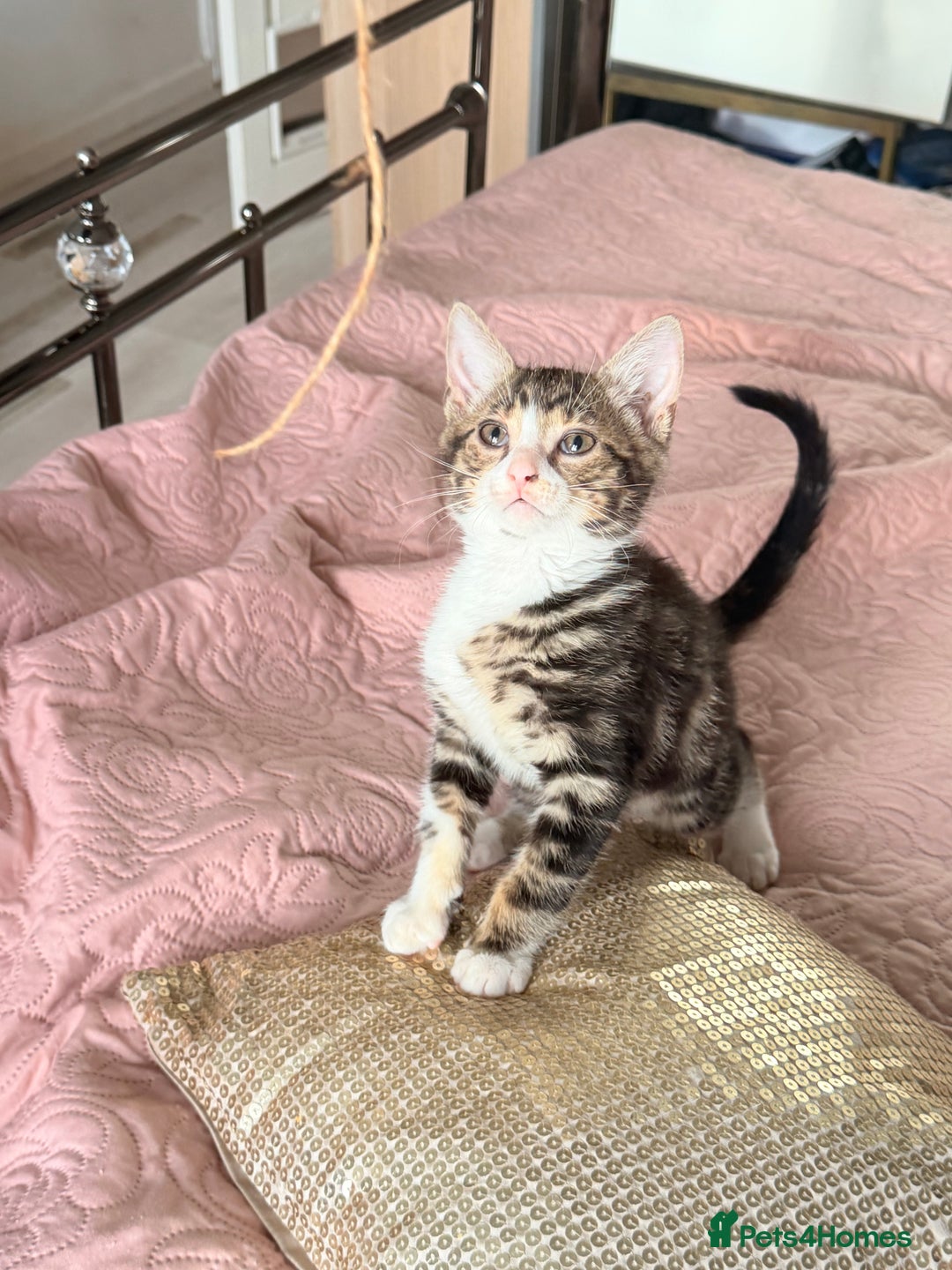 British Shorthair cats for sale: Purr-fect  **  Kittens Ready for new home - Advert 10