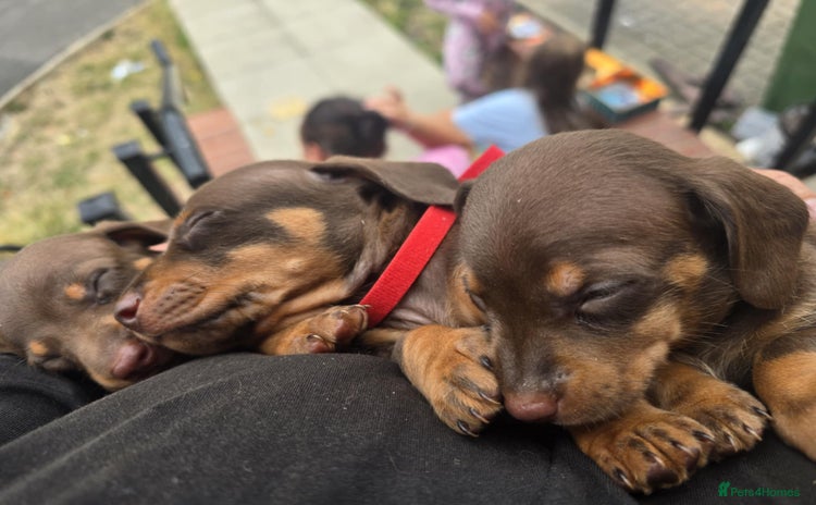 Miniature Dachshund dogs - Advert 8