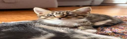 Maine Coon cats for sale: Maine Coon mixed kittens  - Advert 18