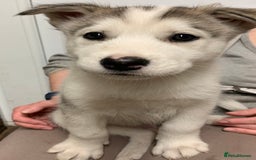 Utonagan dogs for sale: Husky x malamute  - Image 33