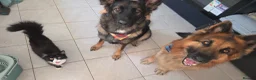 German Shepherd dogs for sale: German Shepherd Puppies - Advert 9
