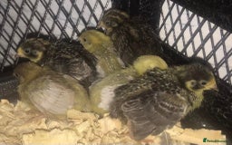 Quail poultry for sale: QUAILS EGGS/CHINESE PAINTED BUTTONS ! - Image 22