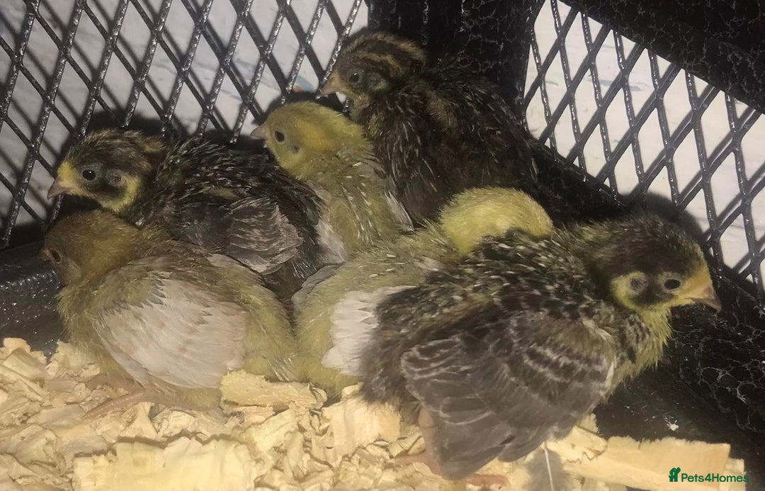 Quail poultry for sale: QUAILS EGGS/CHINESE PAINTED BUTTONS ! - Image 22