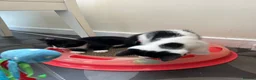Mixed Breed cats for sale: Kittens for sale in Driffield - Advert 9