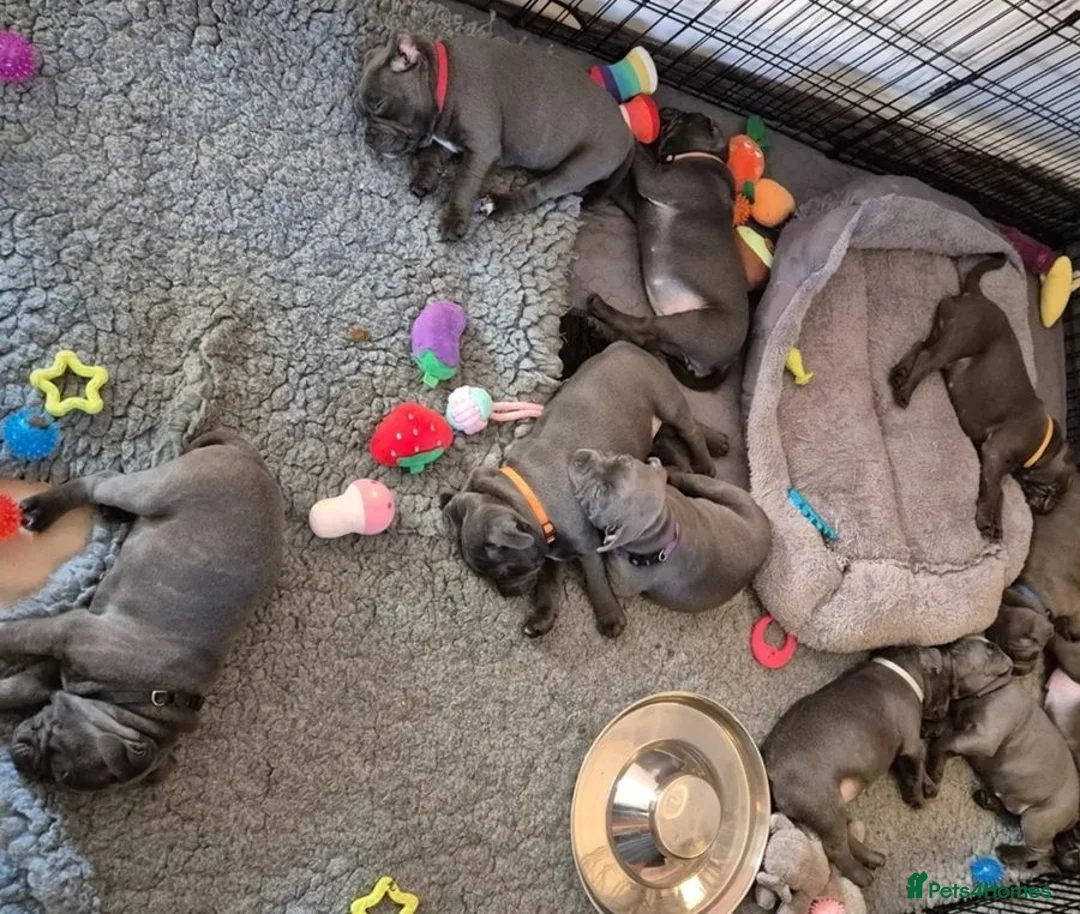 Staffordshire Bull Terrier dogs for sale: Beautiful Purebred blue English Staffy puppies - Advert 2