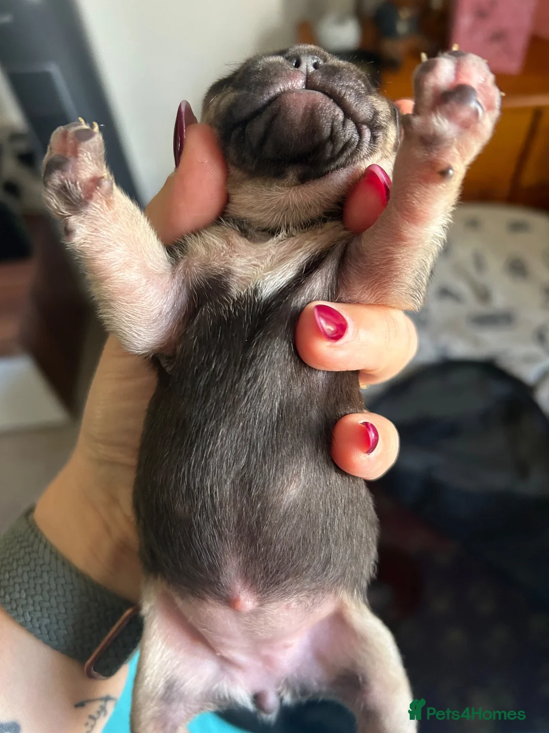 French Bulldog dogs for sale: Last little lady  - Advert 15