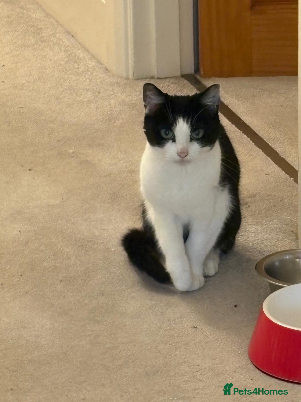 British Shorthair cats New home required - Advert 3