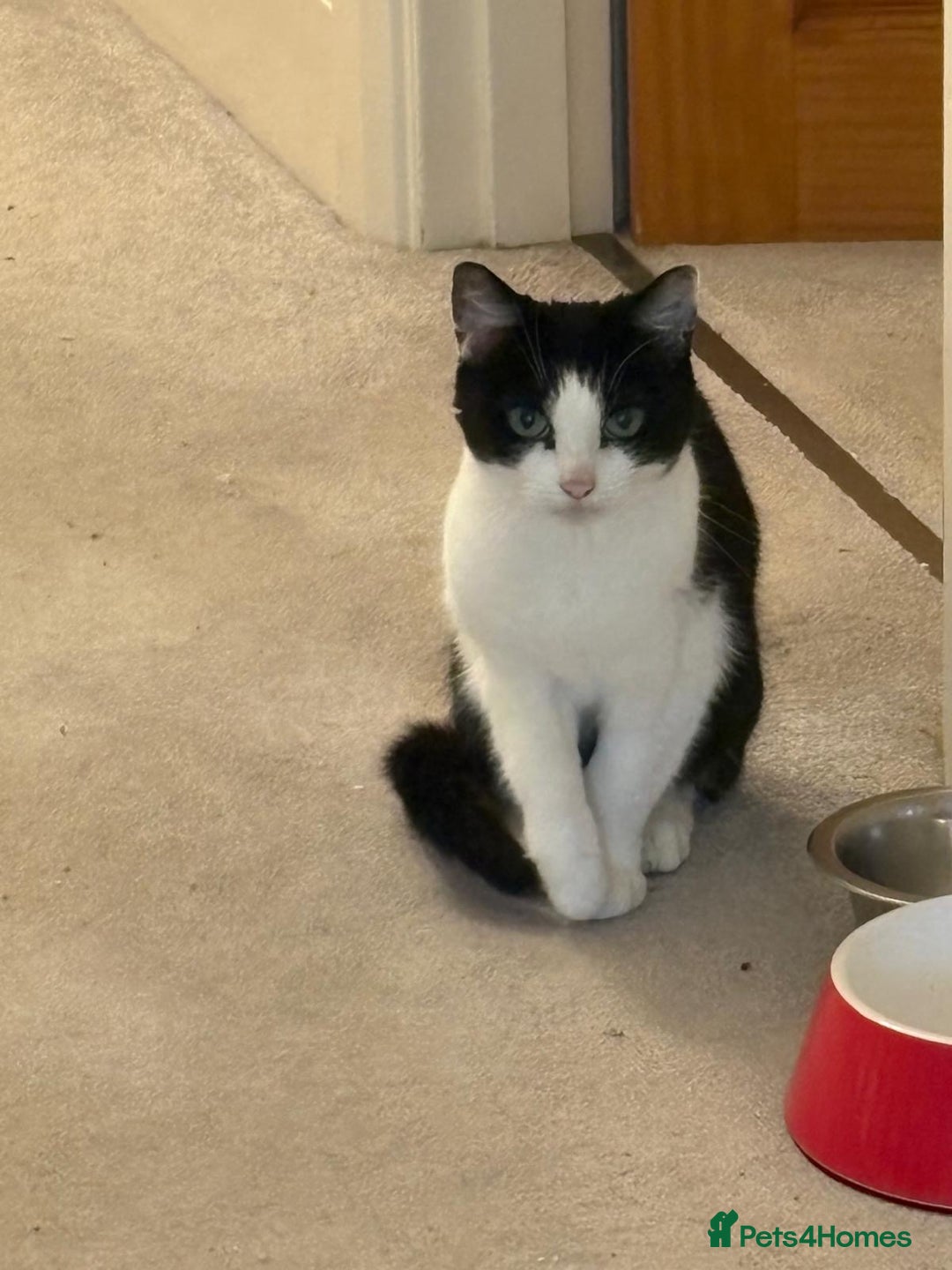 British Shorthair cats for sale: New home required - Advert 1