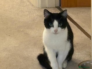 British Shorthair cats New home required - Advert 1