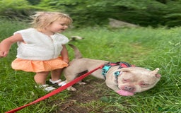 American Bully dogs for sale: Pocket bully puppy’s  - Image 28