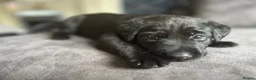 Labrador Retriever dogs for sale: Stunning litter of KC black labradors - Advert 17