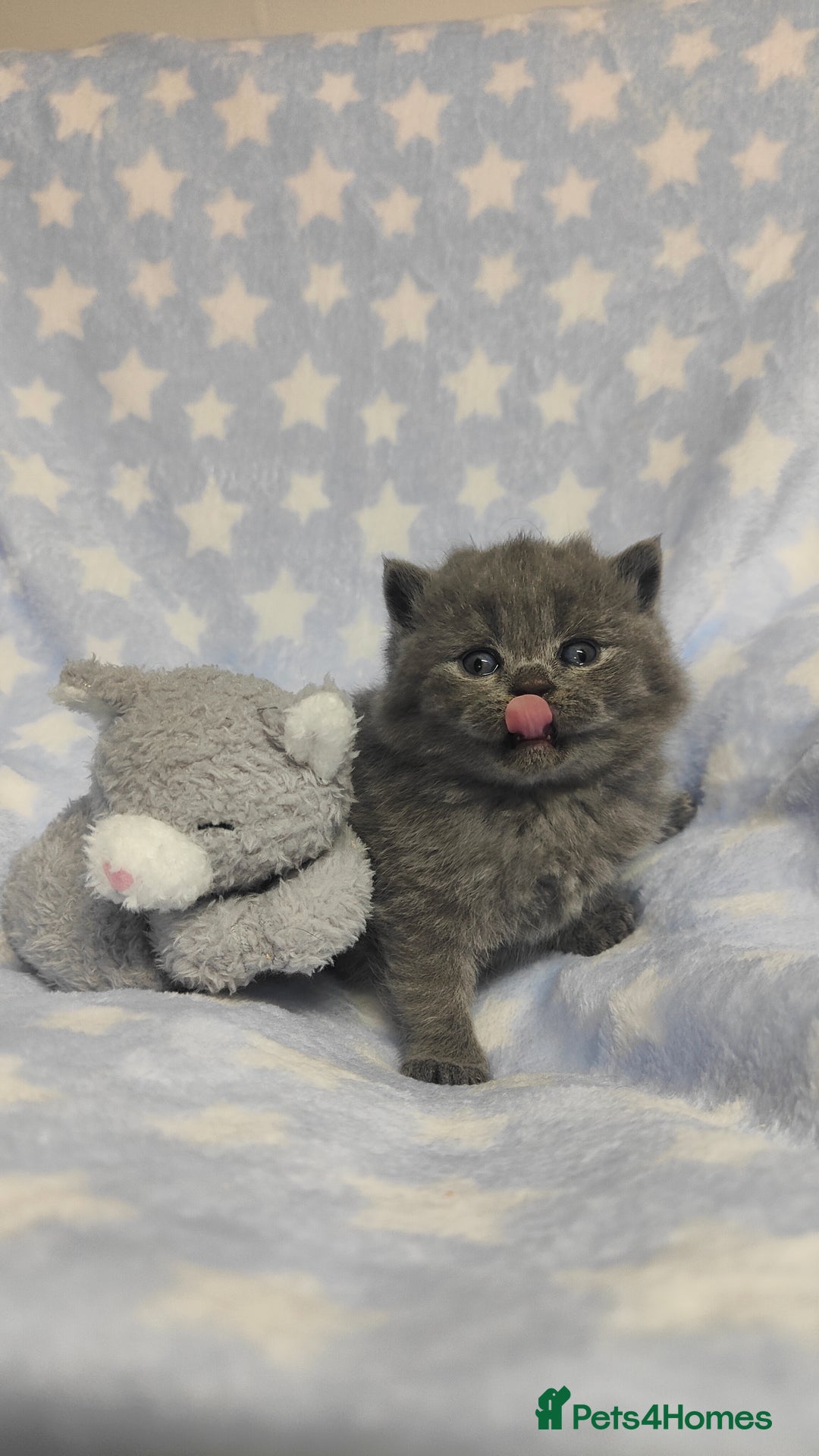 British Shorthair cats for sale: GCCF REGISTERED CHUNKY BRITISH SHORTHAIR KITTENS - Advert 5