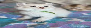 British Shorthair 1