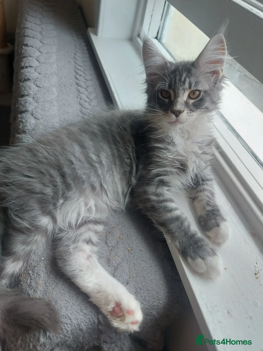 Maine Coon cats for sale: Beautifull Maine Coon kittens - Advert 9