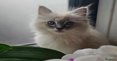 Ragdoll cats - Advert 13