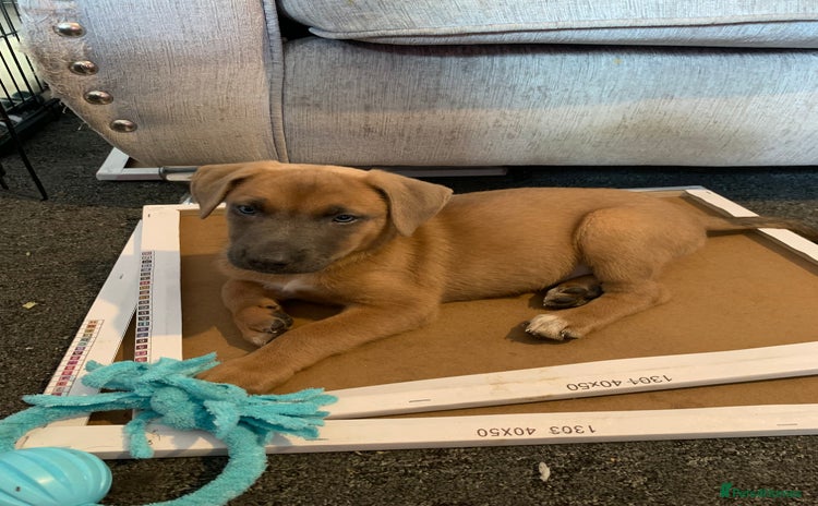 Mixed Breed dogs - Advert 1