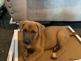 Mixed Breed dogs - Advert 18