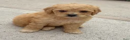 Poochon dogs for sale: Poochon puppies for sale  in Cookstown - Advert 5