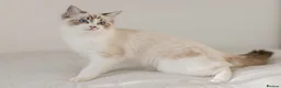 Ragdoll cats for sale: Ragdoll princess looking for her forever home - Advert 7