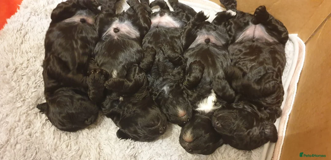 Miniature Poodle dogs for stud: Miniture Poodle for stud - SHORT NOTICE AVAILABLE in Coalville - Advert 31