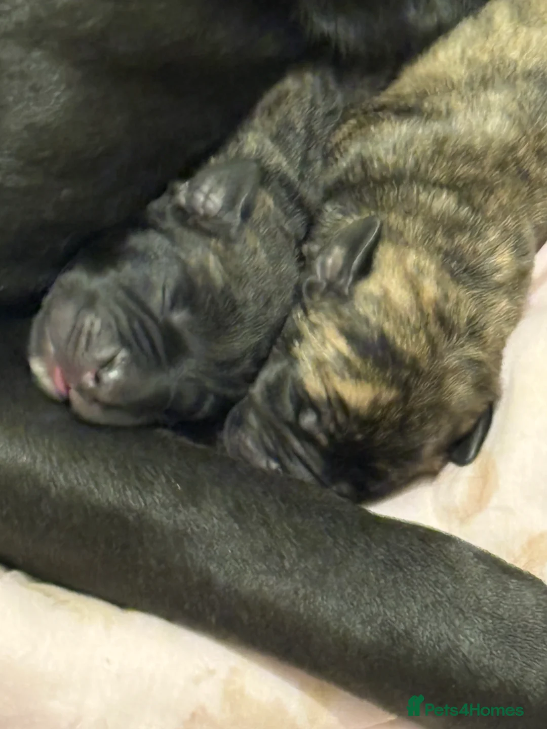 Cane Corso dogs for sale: Cane corso’s  - Advert 20